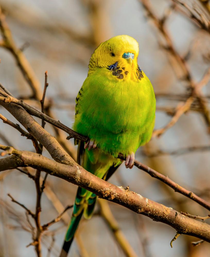 Feathered friends Feathered friends