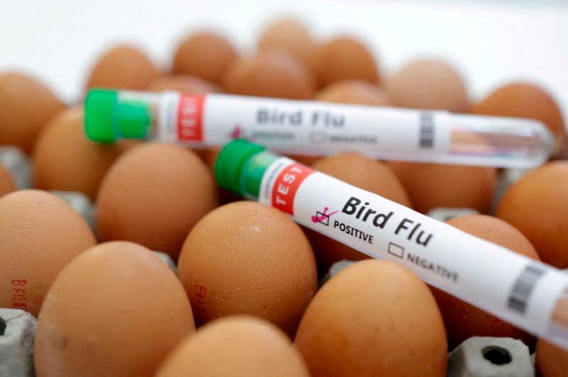 First fatal human case of H5N2 bird flu identified: WHO