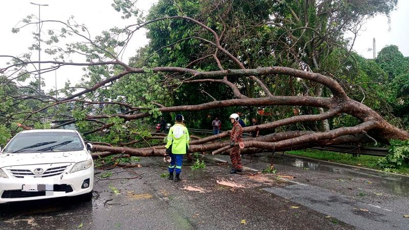 Five, including two children, safe after fallen tree hits two cars