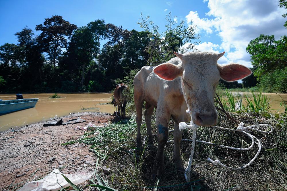 Flood preparation: Cattle breeders in Kuala Krai build temporary sheds Flood preparation: Cattle breeders in Kuala Krai build temporary sheds
