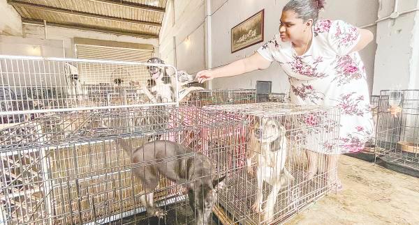 Forgoing life comforts to care for abused, injured animals Forgoing life comforts to care for abused, injured animals