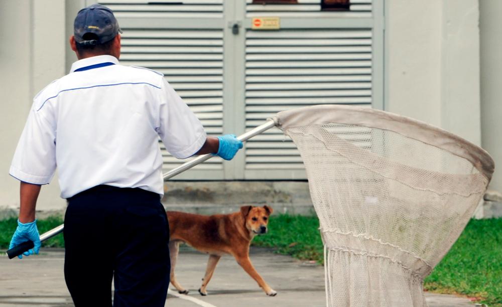 Four cases of death due to rabies recorded in Sarawak this year