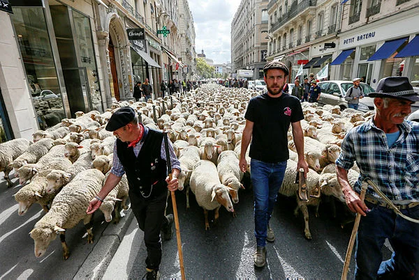 France approves culling of 200 wolves to protect livestock