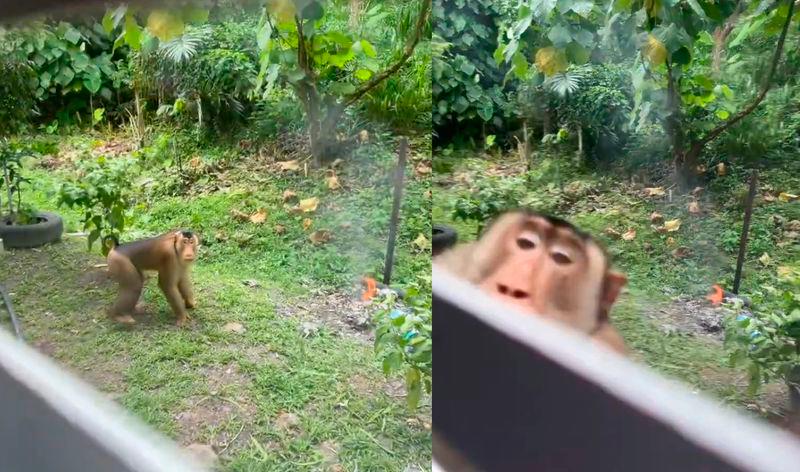 From firecrackers to laxatives: Weary M’sian tired of monkeys causing havoc at her home 