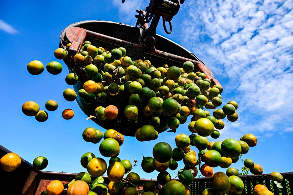 Fruit in crisis: Florida’s orange groves buffeted by hurricane, disease