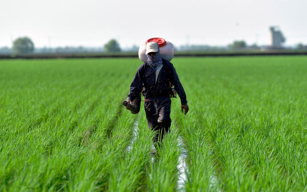 Govt urged to review agriculture sector