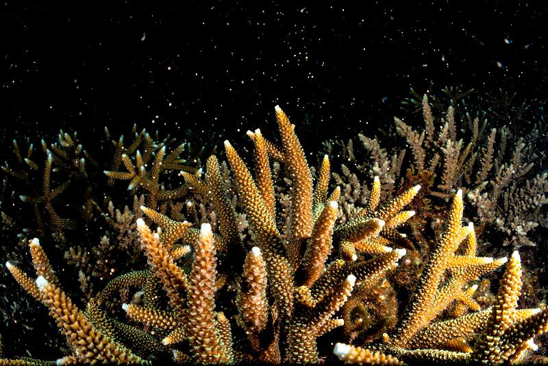 Govt studying impact of various measures before deciding on RON95 subsidy rationalisation -Anwar Govt studying impact of various measures before deciding on RON95 subsidy rationalisation -Anwar