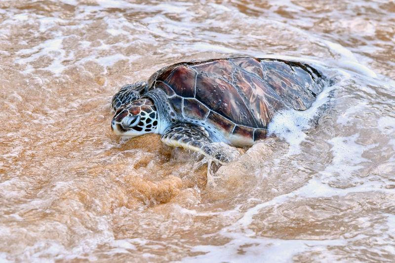 Green sea turtle found dead at Pantai Penunjuk Green sea turtle found dead at Pantai Penunjuk