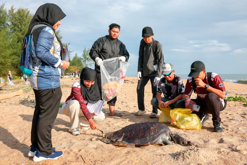 Green turtle carcass found on Pantai Seberang Takir