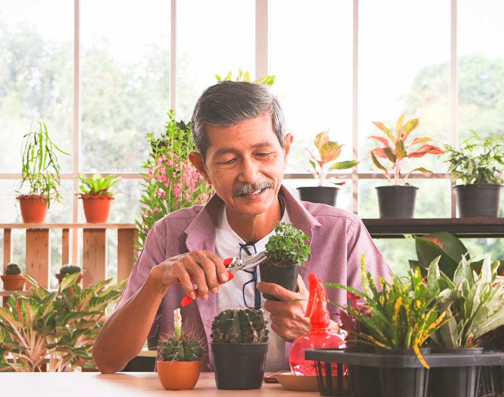 Guide to happy houseplants Guide to happy houseplants