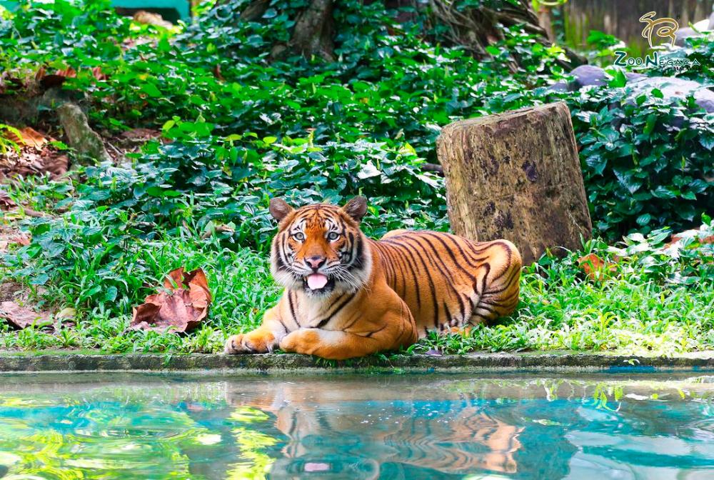 Guide to visiting Zoo Negara