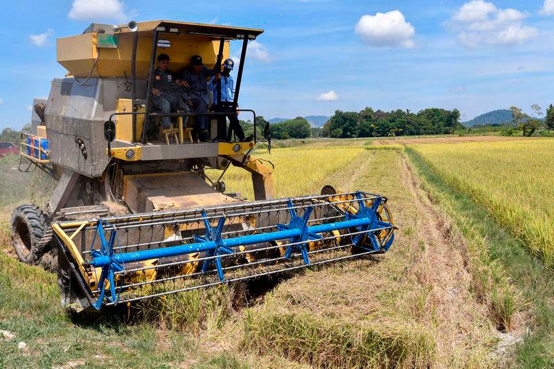 Hot spell damages 8,900 hectares of padi fields, RM58 million in losses - KADA Hot spell damages 8,900 hectares of padi fields, RM58 million in losses - KADA