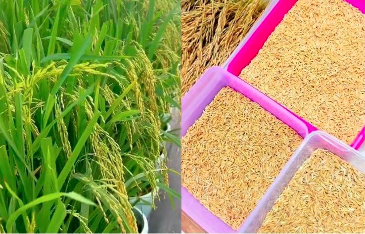 Housewife successfully harvests 3kg of rice following homegrown paddy experiment