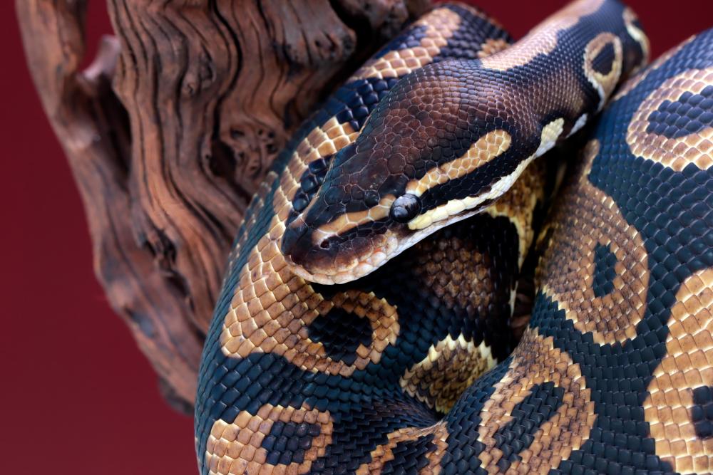 Hulu Terengganu APM catches 120kg python in chicken coop Hulu Terengganu APM catches 120kg python in chicken coop