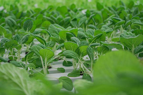 Hydroponic way to fight rising costs