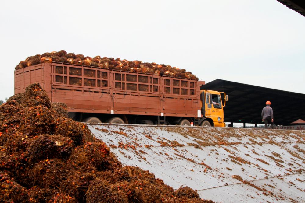 India imported 217,847 tonnes palm oil from Malaysia in November India imported 217,847 tonnes palm oil from Malaysia in November