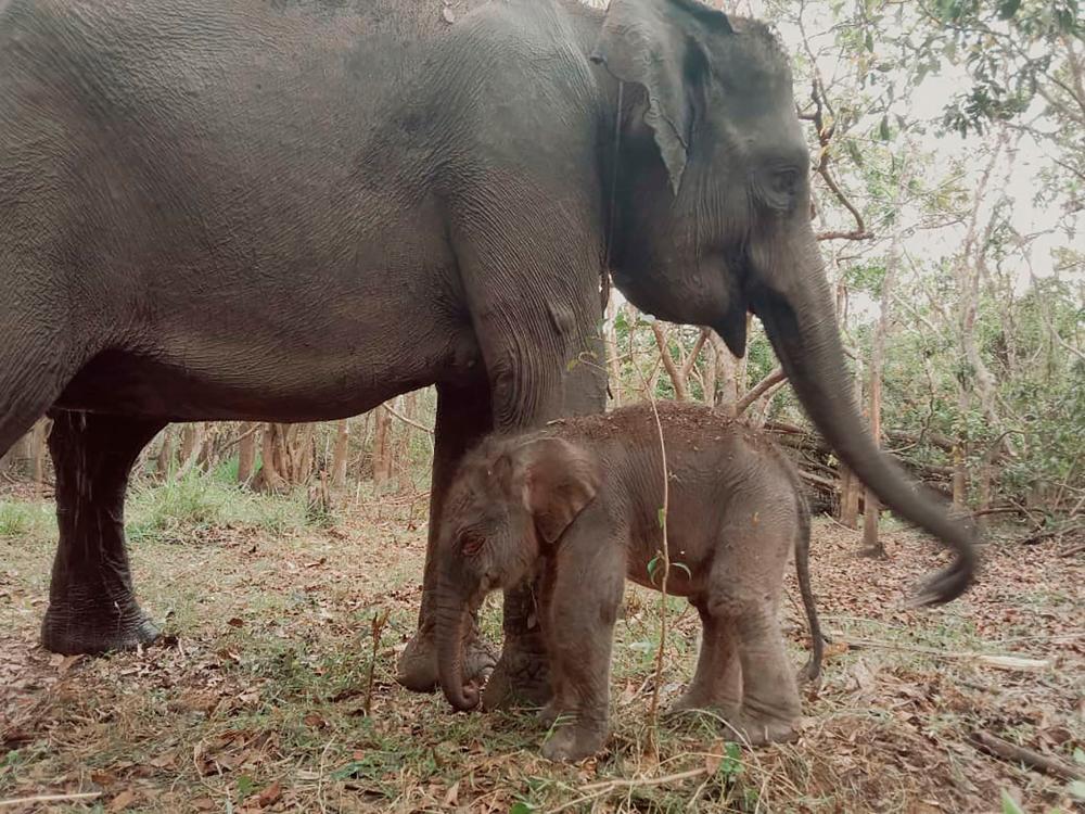 Indonesia’s Way Kambas National Park celebrates birth of Sumatran elephant