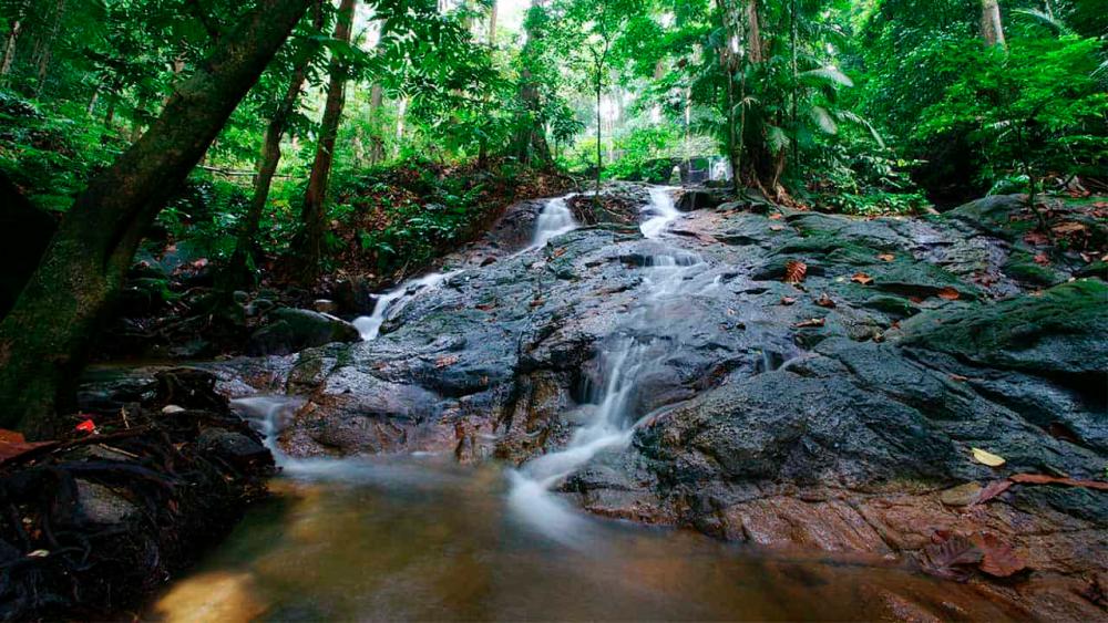 Into the heart of nature Into the heart of nature