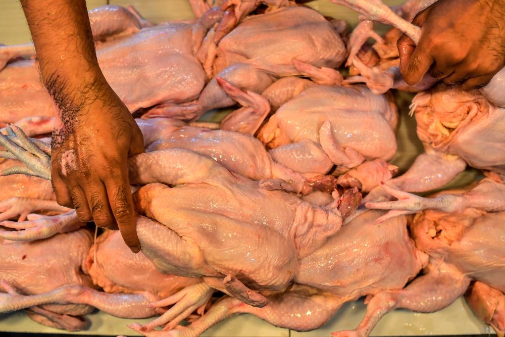 JAIPK confirms chickens sold at supermarkets in Kangar slaughtered according to syariah