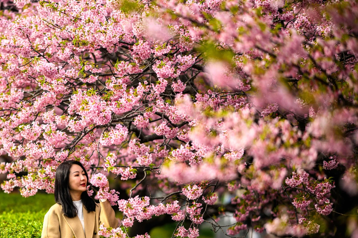 Mount Fuji cherry blossom festival cancelled over tourist woes Mount Fuji cherry blossom festival cancelled over tourist woes