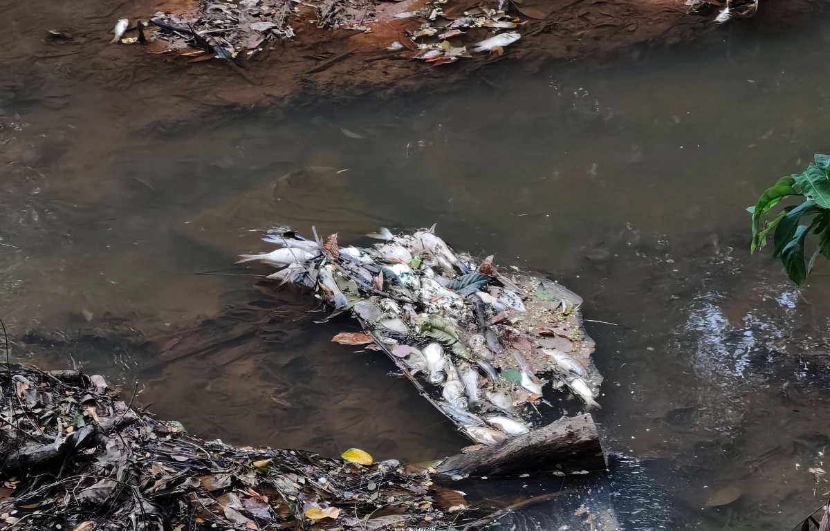 JAS_probes_mass_fish_deaths_in_Kedah_s_Sungai_Tekai