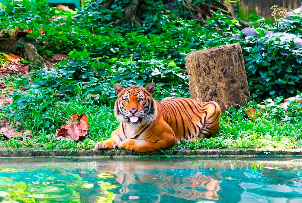 Jadi tarikan baharu, kucing oyen kini “penduduk tetap” Zoo Negara