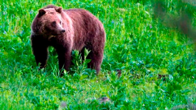 Japan to provide aid to local governments over bear attacks