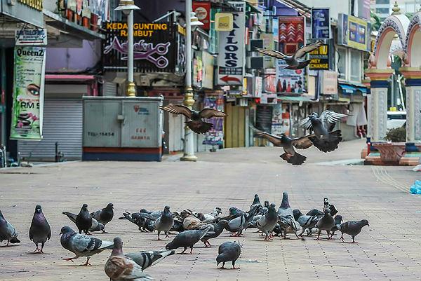 Japanese taxi driver arrested for running over, killing pigeon 