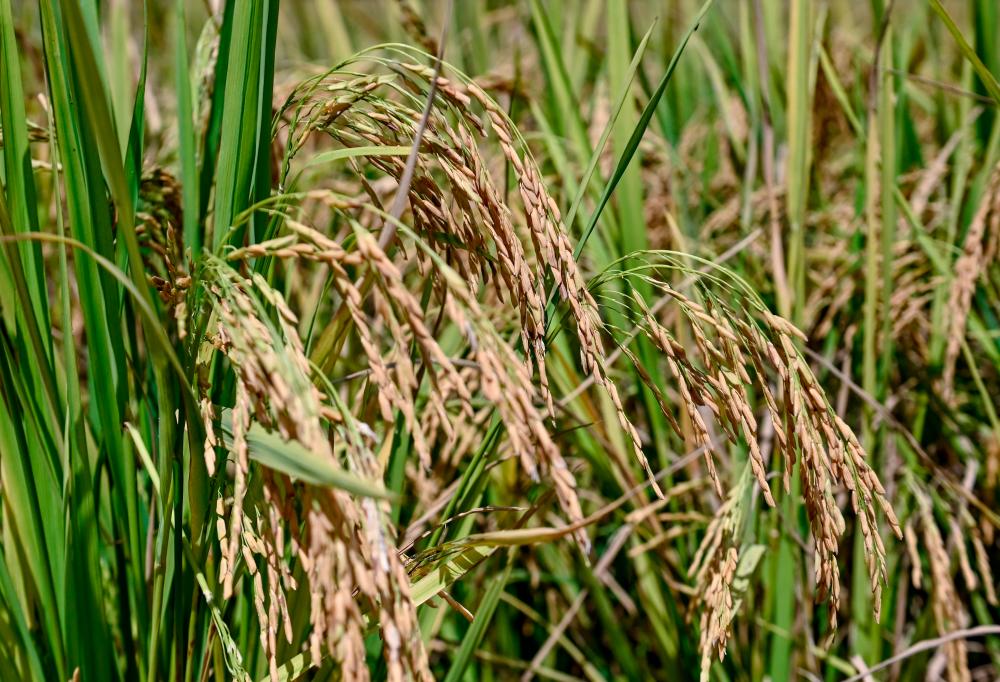 Johor plans to develop new paddy cultivation area