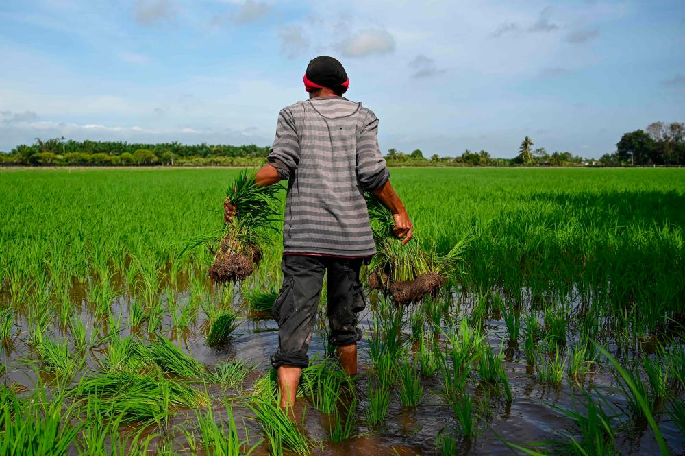 KPDN increases enforcement personnel to monitor price and supply of rice nationwide