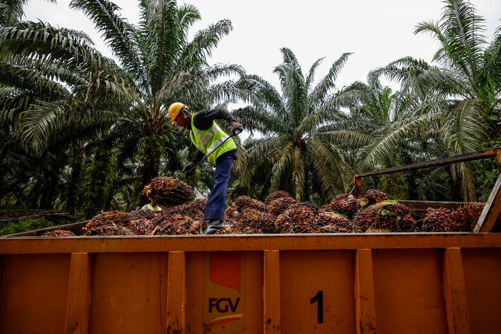 KPK: Tiada cadangan kawal selia harga sawit Malaysia sebagai produk kawalan kerajaan
