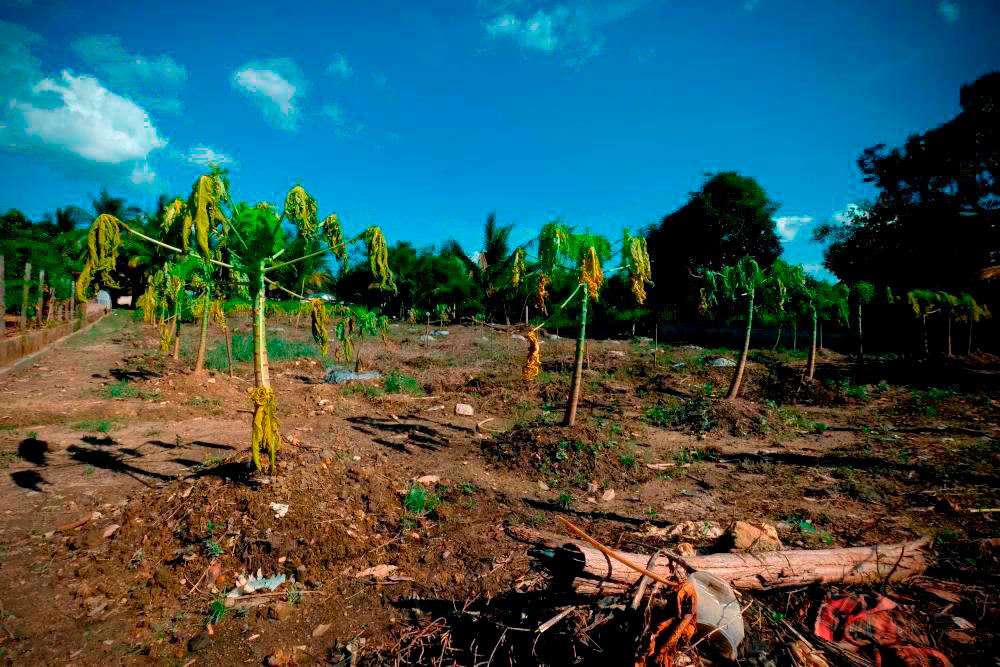 Kelantan farmers urged to use water wisely to cope with hot spell Kelantan farmers urged to use water wisely to cope with hot spell