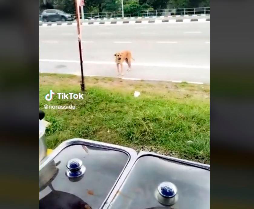 Kind woman feeds stray dog daily, winning hearts online Kind woman feeds stray dog daily, winning hearts online