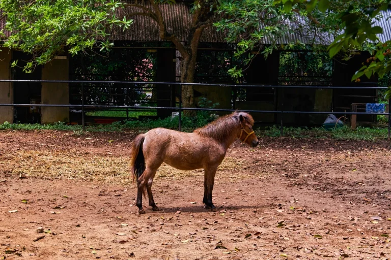 Galloping beasts on Malaysian soil