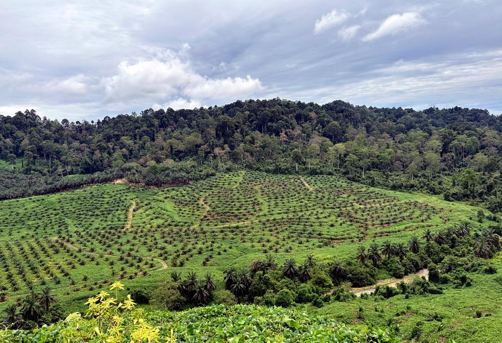 Lebih 400 pekebun kecil capai pensijilan RSPO - Laporan impak CSS Lebih 400 pekebun kecil capai pensijilan RSPO - Laporan impak CSS