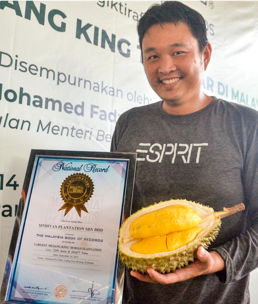 MBOR: Sindiyan Plantation recognised as Malaysia’s largest Musang King plantation MBOR: Sindiyan Plantation recognised as Malaysia’s largest Musang King plantation