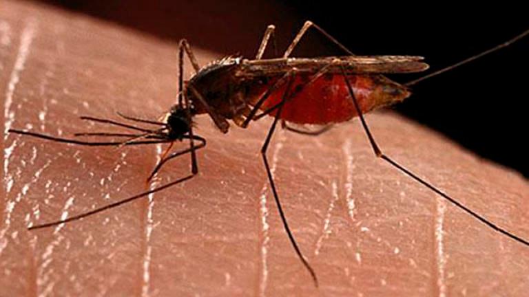 MOH to add nine new localities to release Wolbachia mosquitoes this year - Dr Dzulkefly