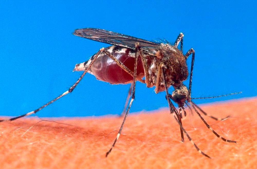 MOH to expand programme to release Wolbachia-infected mosquitoes MOH to expand programme to release Wolbachia-infected mosquitoes