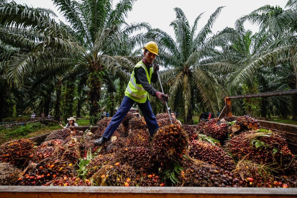 MPOA: Peruntukan kerajaan untuk kempen tangani anti minyak sawit akan tingkatkan lagi tahap kemampanan sektor MPOA: Peruntukan kerajaan untuk kempen tangani anti minyak sawit akan tingkatkan lagi tahap kemampanan sektor