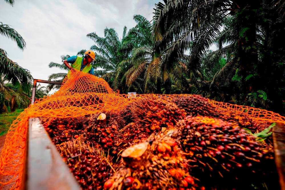 MPOC’s BizMatch programme to boost collaborations between African, Msian exporters MPOC’s BizMatch programme to boost collaborations between African, Msian exporters
