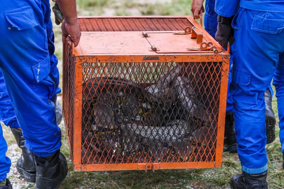 M_sia_records_140_000_snake_capture_calls_in_2025