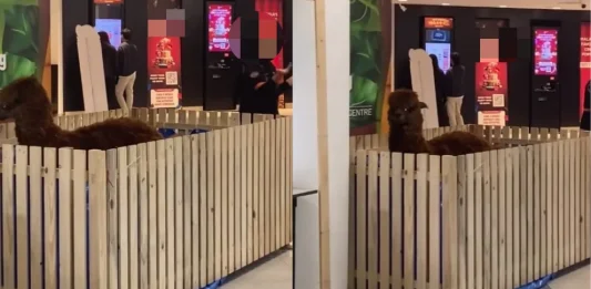 M'sian woman calls out petting zoo event in KL mall over alpaca welfare
