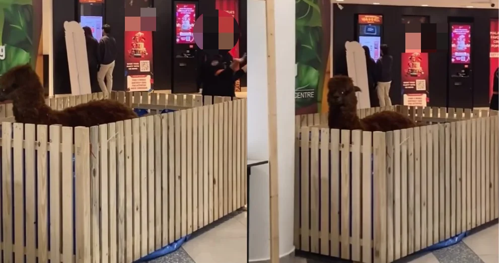 M'sian woman calls out petting zoo event in KL mall over alpaca welfare
