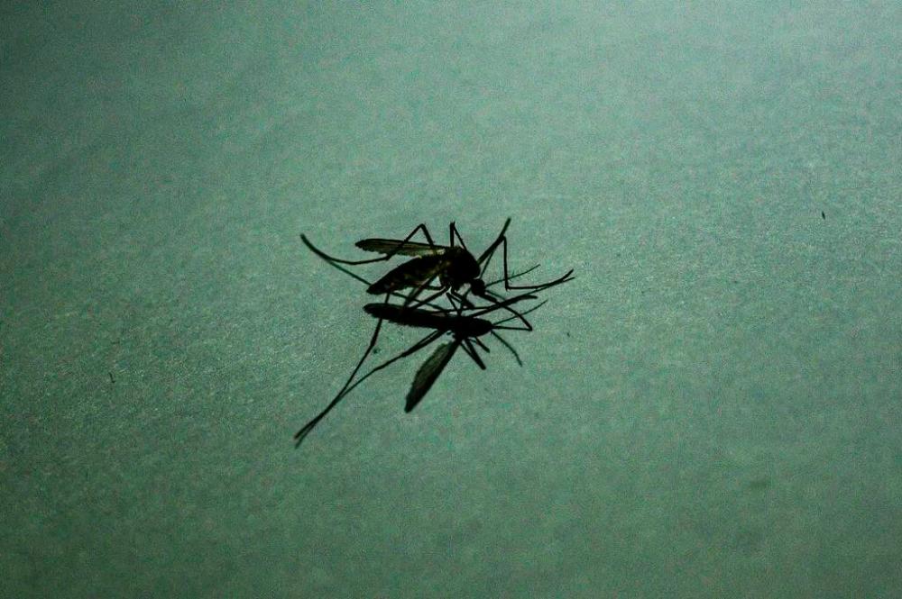 Malaria: T’ganu Health Dept advises public to stay cautious