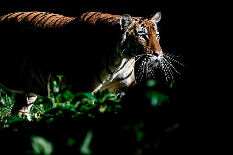 Malayan tigers can fetch up to RM200,000 in the black market - Perhilitan