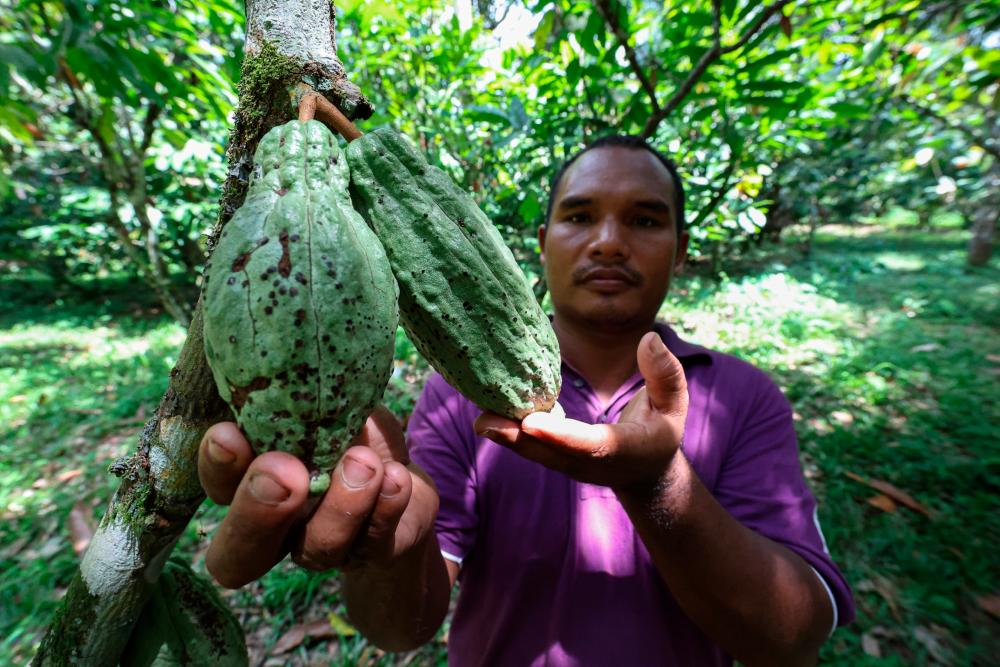 Malaysia needs 3,200 tonnes of cocoa for domestic use - Fadillah