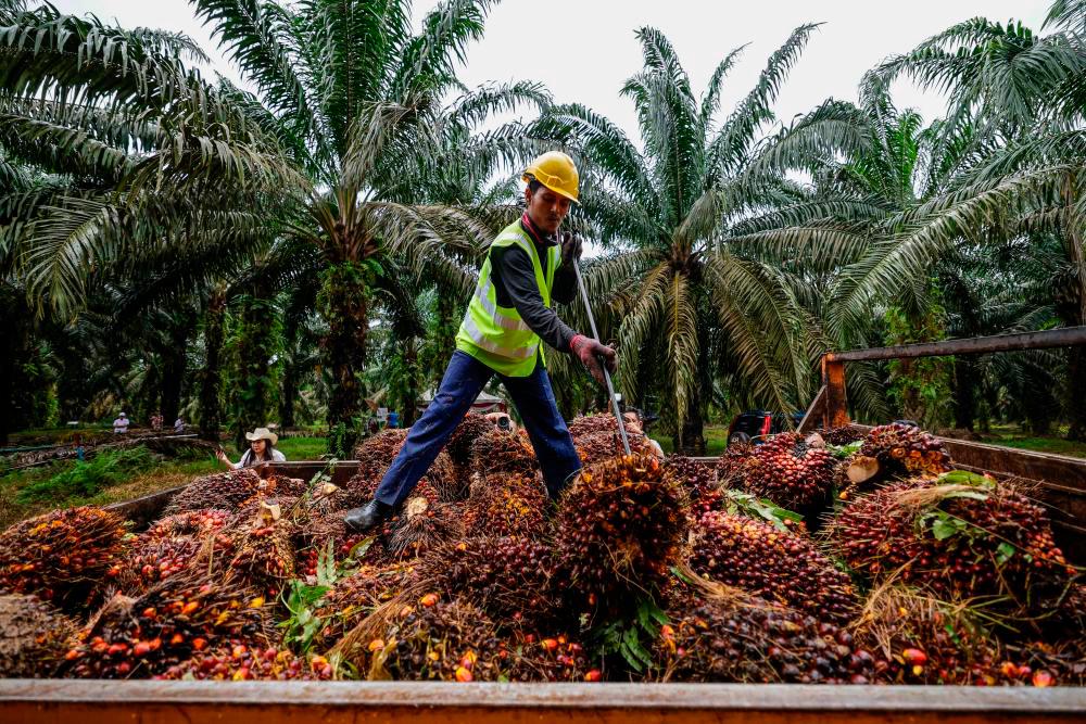 Malaysia records RM41b palm oil exports in 8M 2023 Malaysia records RM41b palm oil exports in 8M 2023