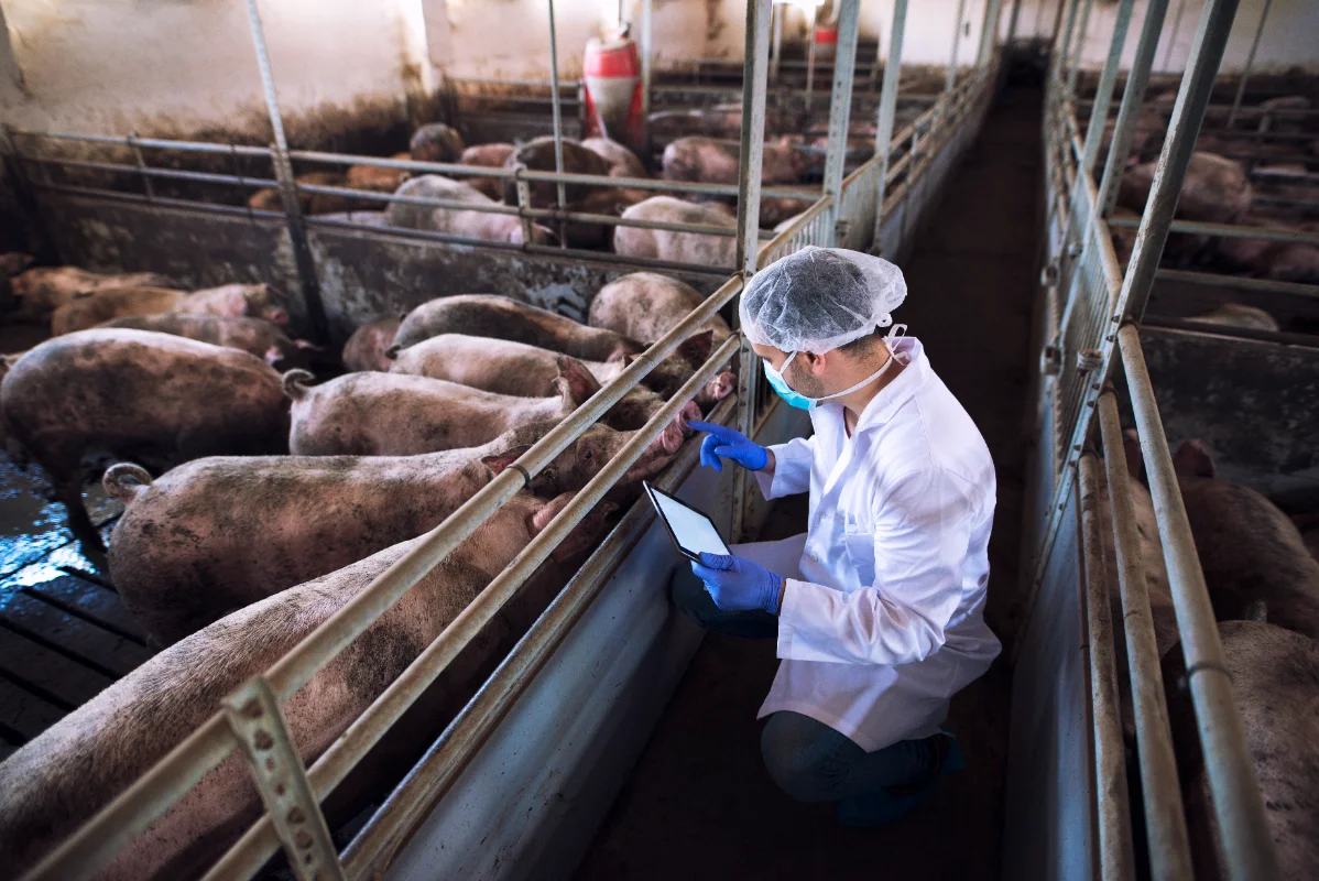 Malaysia_drafting_master_plan_for_sustainable_pig_farming Malaysia drafting master plan for sustainable pig farming