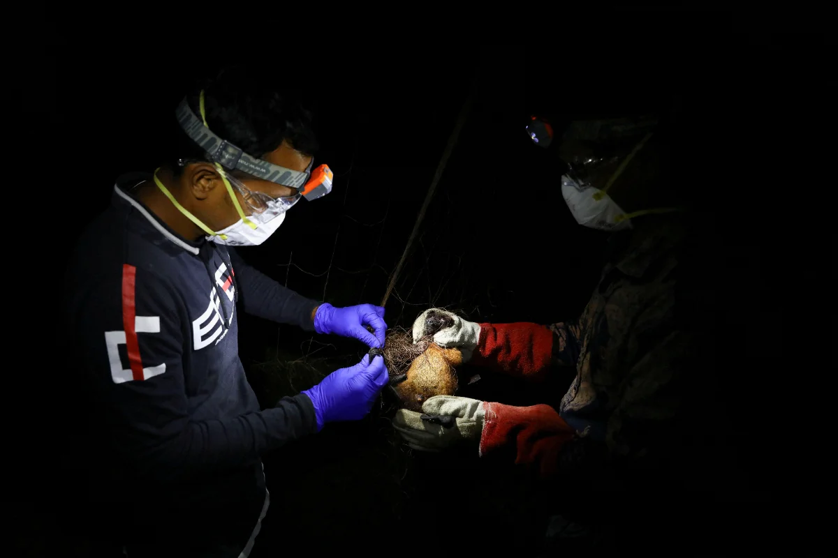 Malaysia_remains_nipah-free_as_DVS_maintains_vigilant_surveillance