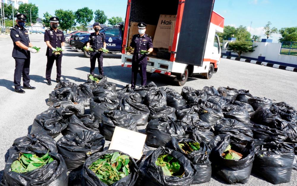 Malaysian Substance Abuse Council urges govt to gazette ketum as dangerous drug Malaysian Substance Abuse Council urges govt to gazette ketum as dangerous drug